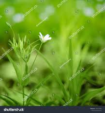 Attēlu rezultāti vaicājumam “Cerastium arvense leaf”