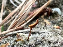 Attēlu rezultāti vaicājumam “Buxbaumia aphylla sporophyte”