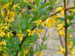 Attēlu rezultāti vaicājumam “Forsythia suspensa flower”