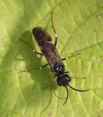 Attēlu rezultāti vaicājumam “Allantus cinctus”