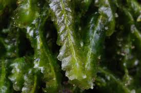 Attēlu rezultāti vaicājumam “Homalia trichomanoides”