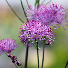 Attēlu rezultāti vaicājumam “Thalictrum aquilegifolium”