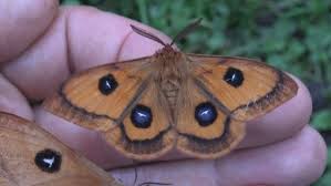 Attēlu rezultāti vaicājumam “Aglia tau”