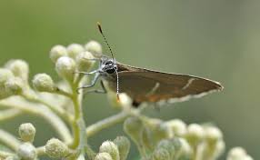 Attēlu rezultāti vaicājumam “Satyrium w-album”