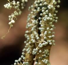 Attēlu rezultāti vaicājumam “Physarum bitectum macro”