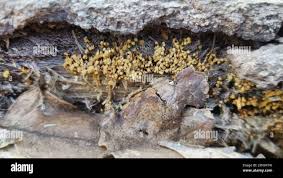 Attēlu rezultāti vaicājumam “Hemitrichia calyculata young”