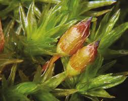 Attēlu rezultāti vaicājumam “Orthotrichum anomalum”