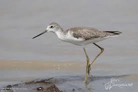 Attēlu rezultāti vaicājumam “Tringa stagnatilis adult”