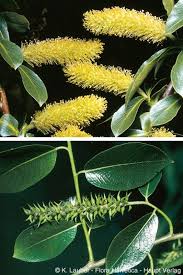 Attēlu rezultāti vaicājumam “Salix pentandra fruit”