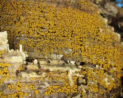 Attēlu rezultāti vaicājumam “Nectria peziza”