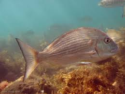 Image result for Rhabdosargus holubi