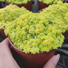Attēlu rezultāti vaicājumam “Sedum hispanicum”