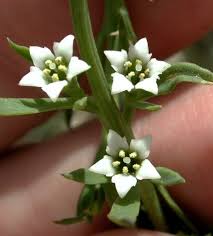 Attēlu rezultāti vaicājumam “Thesium ebracteatum leaf”