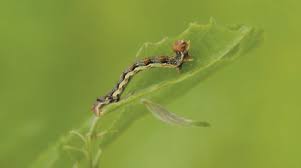 Attēlu rezultāti vaicājumam “Erannis defoliaria”