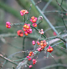 Attēlu rezultāti vaicājumam “Euonymus europaeus fruit”