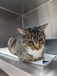 Image result for cat found