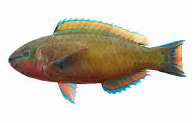 Image result for Scarus psittacus