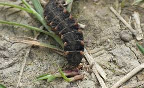 Attēlu rezultāti vaicājumam “Psyllobora vigintiduopunctata larva”