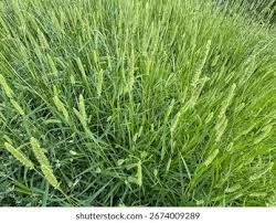 Attēlu rezultāti vaicājumam “Setaria viridis”