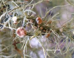 Attēlu rezultāti vaicājumam “Biatoropsis usnearum”