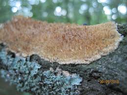 Attēlu rezultāti vaicājumam “Radulomyces confluens”