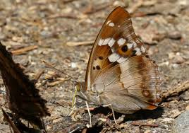 Attēlu rezultāti vaicājumam “Euura acutifoliae”