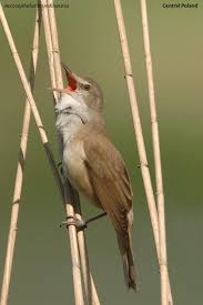 Attēlu rezultāti vaicājumam “Acrocephalus arundinaceus adult”