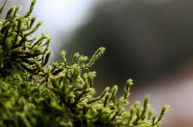 Attēlu rezultāti vaicājumam “Antitrichia curtipendula macro”