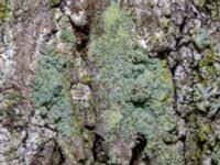 Attēlu rezultāti vaicājumam “Lecanora conizaeoides”