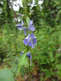 Image result for Campanula americana