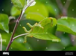 Attēlu rezultāti vaicājumam “Pristiphora maesta”