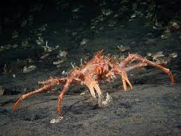 Image result for Lithodes maja