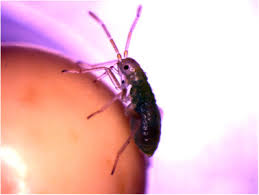 Attēlu rezultāti vaicājumam “Blepharidopterus angulatus imago”