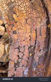 Attēlu rezultāti vaicājumam “Xylobolus frustulatus”