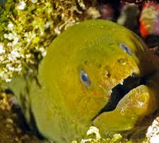 Image result for Gymnothorax funebris