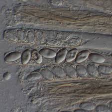 Attēlu rezultāti vaicājumam “Peziza ammophila”