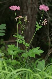 Image result for Pimpinella major