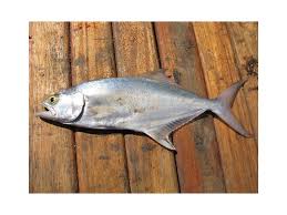 Image result for Lichia amia