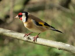 Attēlu rezultāti vaicājumam “Carduelis carduelis”
