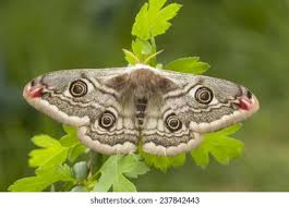 Attēlu rezultāti vaicājumam “Saturnia pavonia female”