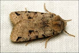 Attēlu rezultāti vaicājumam “Agrochola litura”