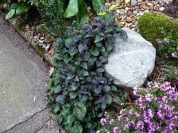 Attēlu rezultāti vaicājumam “Viola riviniana”