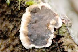 Attēlu rezultāti vaicājumam “Kretzschmaria deusta”