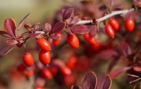 Attēlu rezultāti vaicājumam “Berberis vulgaris fruit”