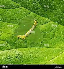 Attēlu rezultāti vaicājumam “Macaria wauaria”