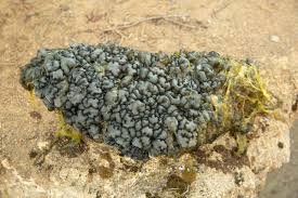 Attēlu rezultāti vaicājumam “Nostoc pruniforme”