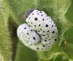 Attēlu rezultāti vaicājumam “Tenthredo scrophulariae exuvia”