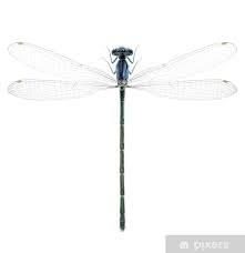 Attēlu rezultāti vaicājumam “Enallagma cyathigerum female”