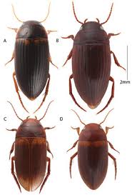 Attēlu rezultāti vaicājumam “Colymbetes striatus”