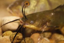 Image result for Silurus glanis